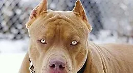 Donna aggredita e sfregiata da pit bull a Palermo