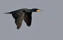 Noto, salvato cormorano con un'ala lussata