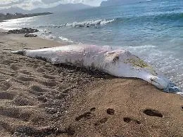 Altro capodoglio morto spiaggiato lungo costa di Palermo