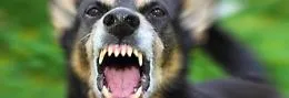 Morso da un cane sar&agrave; risarcito dal Comune di Misterbianco