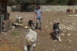 Il falegname-allevatore di Frigintini
che ha recuperato lo Spino degli Iblei