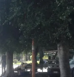 Catania: Piazza Eroi d'Ungheria semaforo coperto da albero
