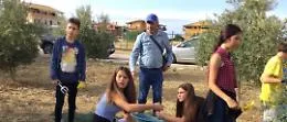 Il plesso "Federico II" di Agrigento a lezione...di raccolta di olive