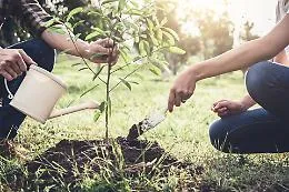 Tagliati oltre 400 alberi di ulivo