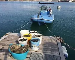 Catania, pescavano cozze all&rsquo;interno del porto: multati
