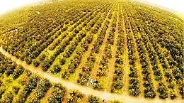 La grande filiera degli agrumi di Sicilia