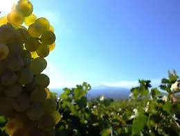 Vino, riparte "Sicilia en primeur": una vetrina del territorio