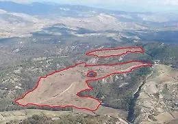 L&rsquo;infinita strage di eucalipti in Sicilia alla Regione solo un euro ad albero