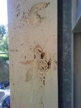 Ragusa, guarda finestra dell&rsquo;ospedale e scopre i resti fossili di un elefante nano