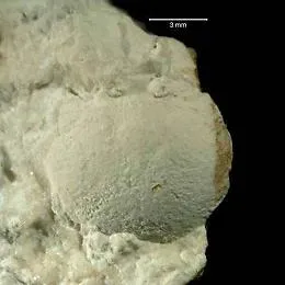 Sicilia: trovato il &ldquo;nonno&rdquo; preistorico dei granchi, grande pochi millimetri