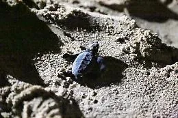 Schiusa di uova di tartaruga Caretta caretta a Lampedusa e nell'Oasi del Simeto