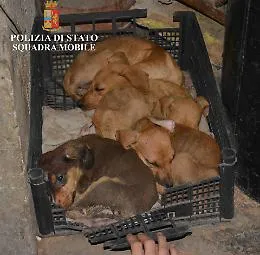 A Ragusa l'allevamento degli orrori: salvati un pitbull e numerosi cuccioli