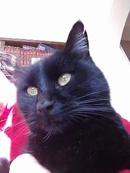Gattonero