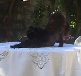 Gattonero