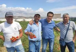 Sulla piana di Licata &egrave; tornato il pomodoro "Buttiglieddru"
