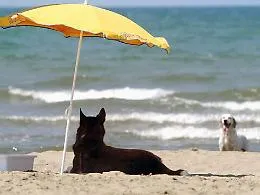 Messina, il sindaco sigla ordinanza per salvaguardare gli animali dal calore estivo