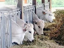 Permessi per sotterrare capi di bestiame