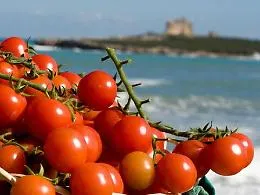 &laquo;Pomodoro, il rivale dell'Isola non &egrave; il Marocco ma l'Olanda&raquo;