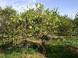 &laquo;Cos&igrave; il virus Tristeza far&agrave; sparire in due anni gli agrumeti in Sicilia&raquo;