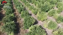Il video della piantagione di marijuana scoperta in un aranceto a Patern&ograve;