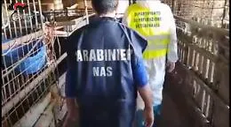 Patern&ograve;, Nas scopre e sequestra mattatoio abusivo