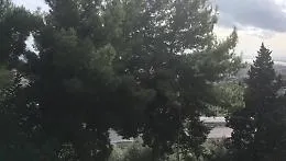 Catania: alberi a rischio caduta su V.le Mediterraneo