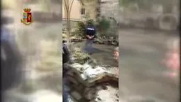 Catania, il negozio abusivo di animali protetti