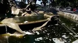 Catania, nella fontana di Proserpina galleggiano schiuma, sporcizia e animali morti