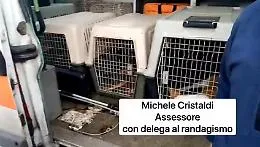 L'assessore Michele Cristaldi: &laquo;Dieci giorni per conquistare la fiducia degli animali&raquo;