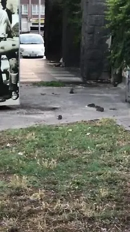 Catania, allarme pantegane in corso Sicilia: zona invasa da ratti giganti