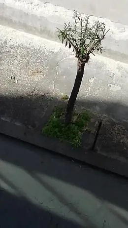 Catania: Oleandri capitozzati in via Gigi Macchi