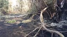 Incendio all'Oasi del Simeto, in fumo 60 ettari: ecco i danni