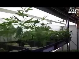 Marijuana, il ddl per legalizzarla
