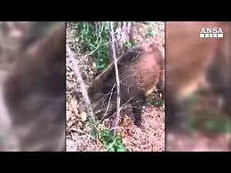 Cefal&ugrave;, aggrediti da cinghiali, un morto