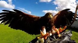 Poiana attacca i bambini di un asilo ad Aci Castello: &ldquo;caccia&rdquo; al rapace