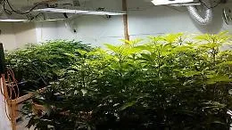 Catania, profumo di marijuana dal garage: scoperta una piantagione