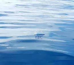 Allarme a Lampedusa per le meduse mortali, il sindaco: &laquo;Se le vedete non toccatele&raquo;