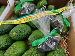 Un sacchetto di cenere vulcanica in mezzo agli avocado dell'Etna