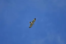 Un biancone nei cieli della riserva di Grotta Palombara