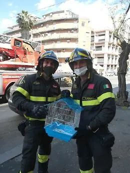 Catania, i Vigili del Fuoco salvano un giovane pappagallino