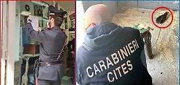 Controlli dei Cc a San Cristoforo: specie animali protette in una casa