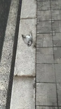 Catania: la via Giuffrida Castorina non viene spazzata da oltre un mese