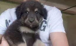 Arriva la "Catania Dog Card", agevolazioni per chi adotta un cucciolo dal canile