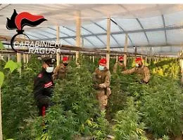 Camion con arbusti di marijuana per le vie di Vittoria: &egrave; un sequestro dei Cc