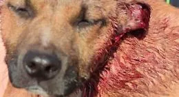 Acate, Enpa denuncia: &laquo;Bambini tagliano orecchie a cucciolo di cane&raquo;