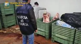 Sequestrati a Mongiuffi Melia macello e allevamento clandestini