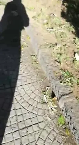 Catania: Largo Mendola, dopo la potatura tutto il tagliato abbandonato in strada