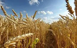 Un ddl in Senato per istituire l&rsquo;agricoltore &ldquo;custode dell&rsquo;ambiente e del territorio&rdquo;