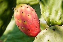 Tre giorni di gusto e folklore a San Cono per la 40&ordf; sagra del fico d'India