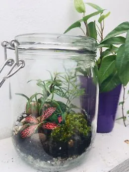 Terrario mania,  un minigiardino sottovetro che non ha bisogno d'acqua